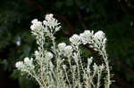 Annual trampweed